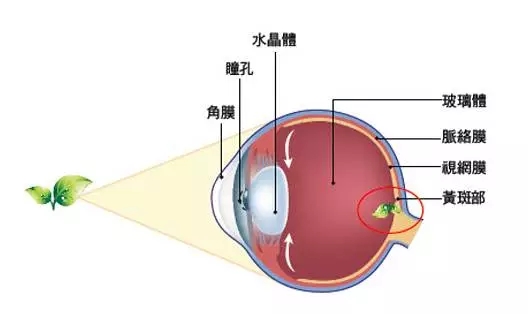 老年性黃斑變性，從年輕時(shí)就要開始防護(hù)