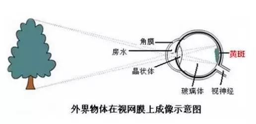 老年性黃斑變性，從年輕時(shí)就要開始防護(hù)