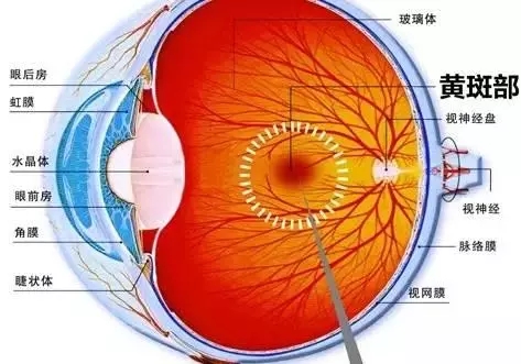 黃斑變性或致致盲：50歲以上人群每年都應(yīng)檢查